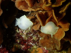 Pherusella brevituba