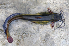 Stinging Catfish photo 1