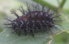 Epilachna mexicana