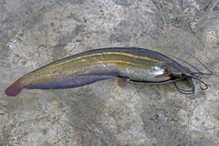 Stinging Catfish photo 2