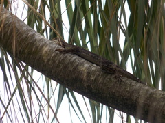 Agama picticauda image