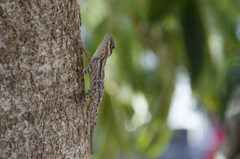 Anolis dominicensis