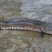 Striped Snakehead - Photo (c) Vijay Anand Ismavel, some rights reserved (CC BY-NC-SA), uploaded by Dr. Vijay Anand Ismavel MS MCh