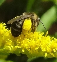 Melissodes druriellus