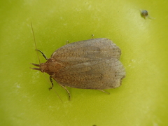 Planotortrix excessana