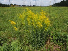 Solidago tortifolia