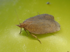 Planotortrix excessana
