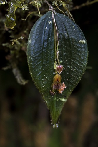 Lepanthes sinuosa