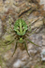 Cryptaranea atrihastula