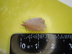 Planotortrix excessana