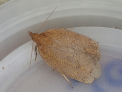 Planotortrix excessana