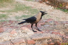 Corvus splendens