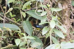 Bangsia melanochlamys