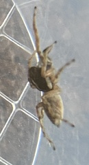 Menemerus semilimbatus