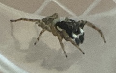 Menemerus semilimbatus