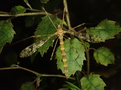 Austrolimnophila argus
