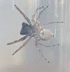 Menemerus semilimbatus