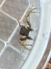 Menemerus semilimbatus