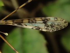 Austrolimnophila argus