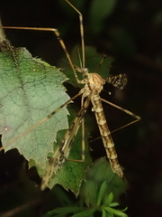 Austrolimnophila argus