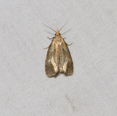 Phtheochroa