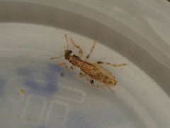 Lemidia aptera