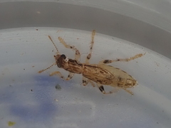 Lemidia aptera