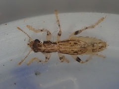 Lemidia aptera