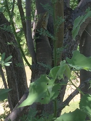 Ctenosaura macrolopha