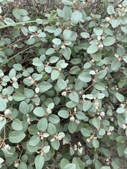 Croton punctatus