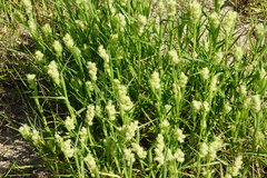 Cenchrus tribuloides