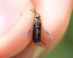 Chrysops univittatus