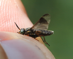 Chrysops univittatus