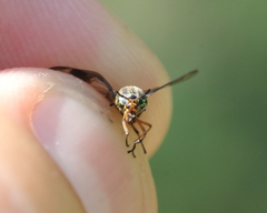 Chrysops univittatus