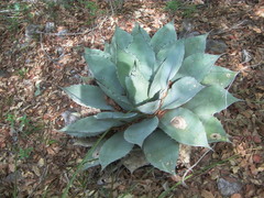 Agave ovatifolia