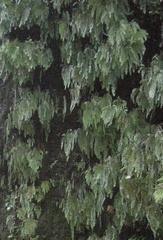 Adiantum aleuticum aleuticum