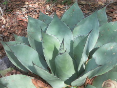 Agave ovatifolia