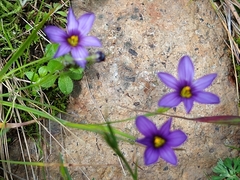 Sisyrinchium scabrum
