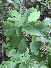 Quercus prinoides