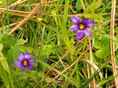 Sisyrinchium scabrum