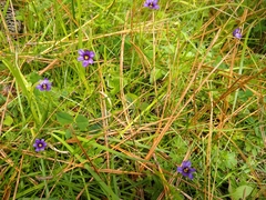 Sisyrinchium scabrum