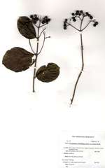 Crossopteryx febrifuga