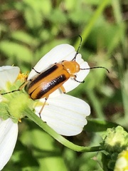 Nemognatha punctulata