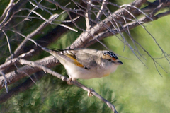 Pardalotus rubricatus