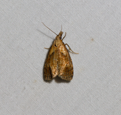 Phtheochroa