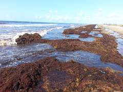 Sargassum natans