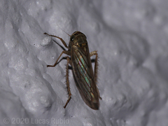 Exitianus obscurinervis