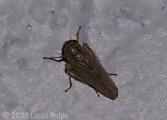 Exitianus obscurinervis