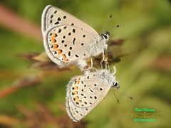 Icaricia lupini texanus