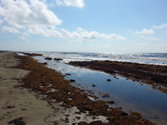 Sargassum natans